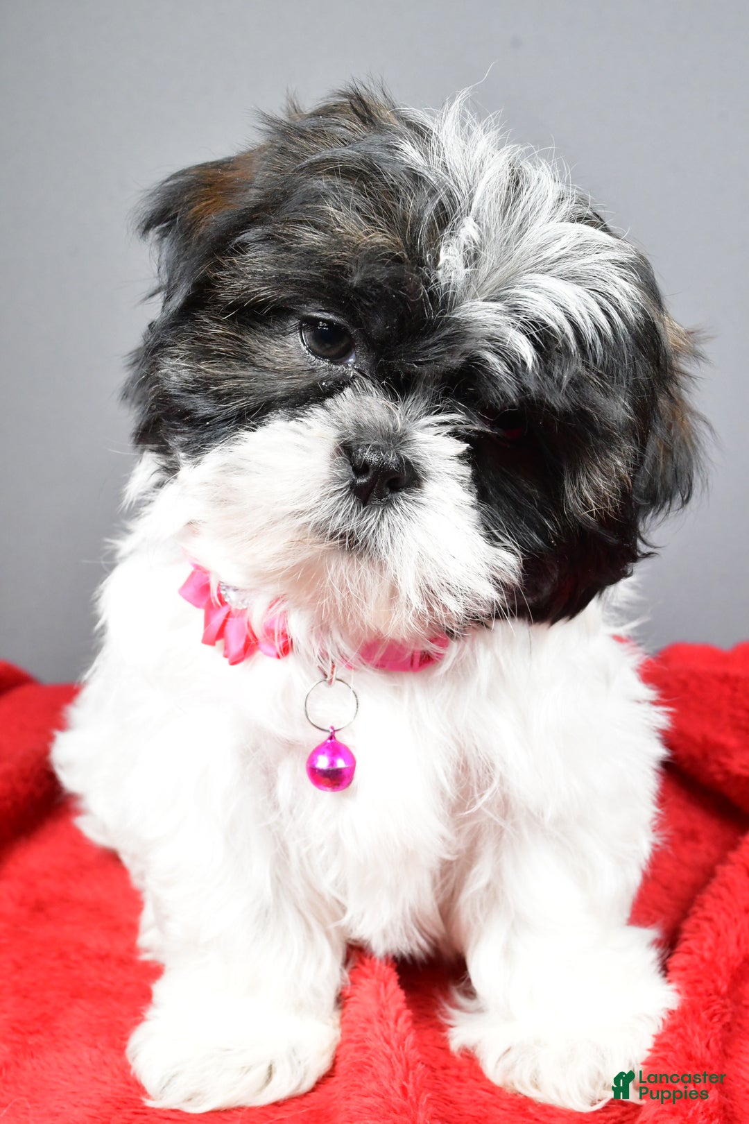 Shih Tzu dogs for sale: Bridget - Ad 6