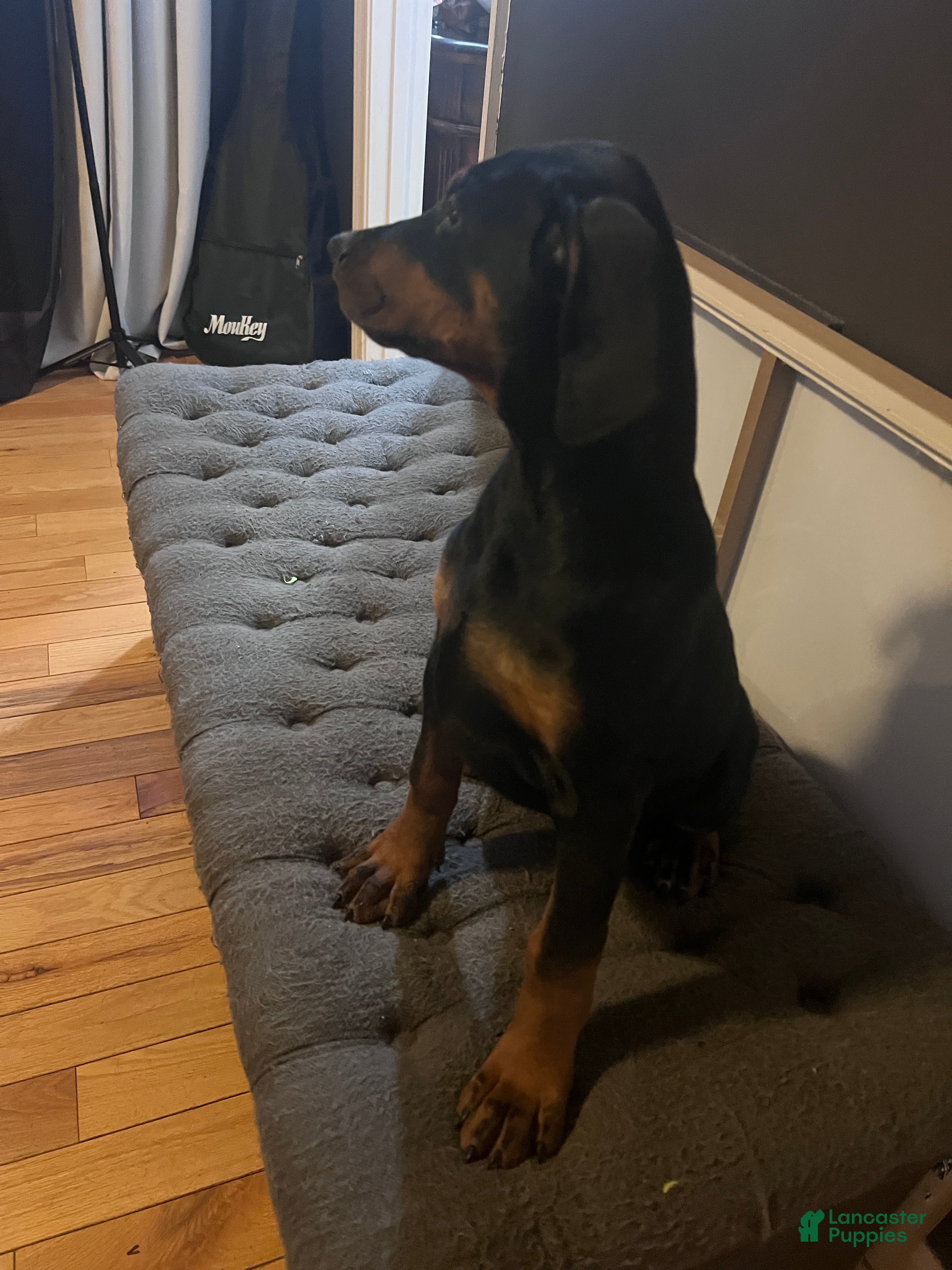 Doberman Pinscher dogs Gunny Black and Tan  - Ad 30