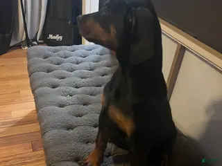 Doberman Pinscher dogs Gunny Black and Tan - Ad 30