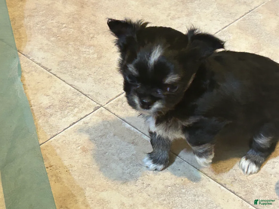 Chihuahua dogs for sale: Chihuahua Puppy 1 - Ad 1