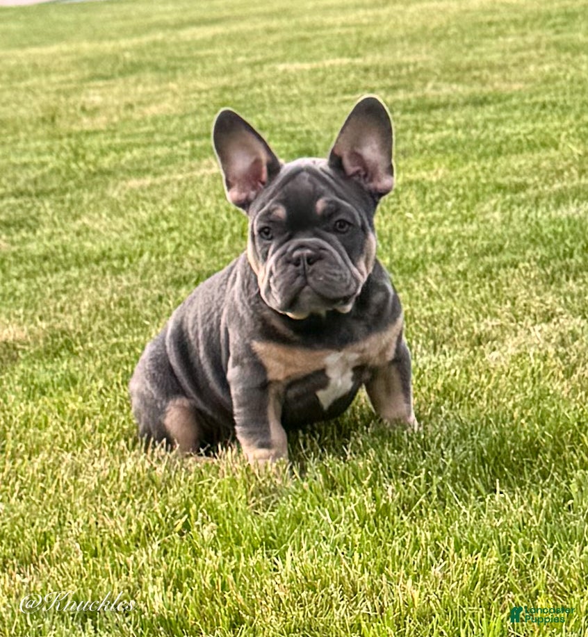 French Bulldog dogs Knuckles  - Ad 2