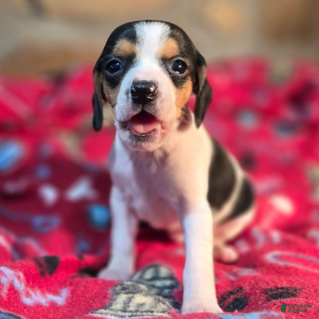 Beagle dogs for sale: Basil Queen Elizabeth Pocket Beagle - Ad 2