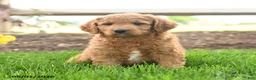 Goldendoodle dogs for sale: Trish - Ad 3