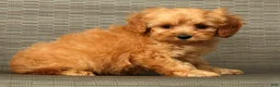 Cockapoo dogs for sale: Diesel - Ad 7