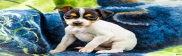 Mixed Breed dogs for sale: Taley - Ad 1