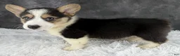 Welsh Corgi Pembroke dogs for sale: Cooper natural bobtail - Ad 4