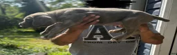 Cane Corso dogs for sale: Cane Corso 2 - Ad 2