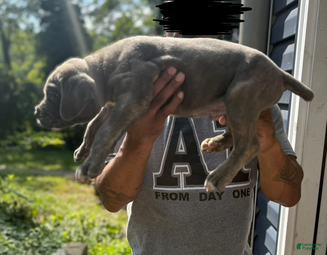 Cane Corso dogs for sale: Cane Corso 2 - Ad 2