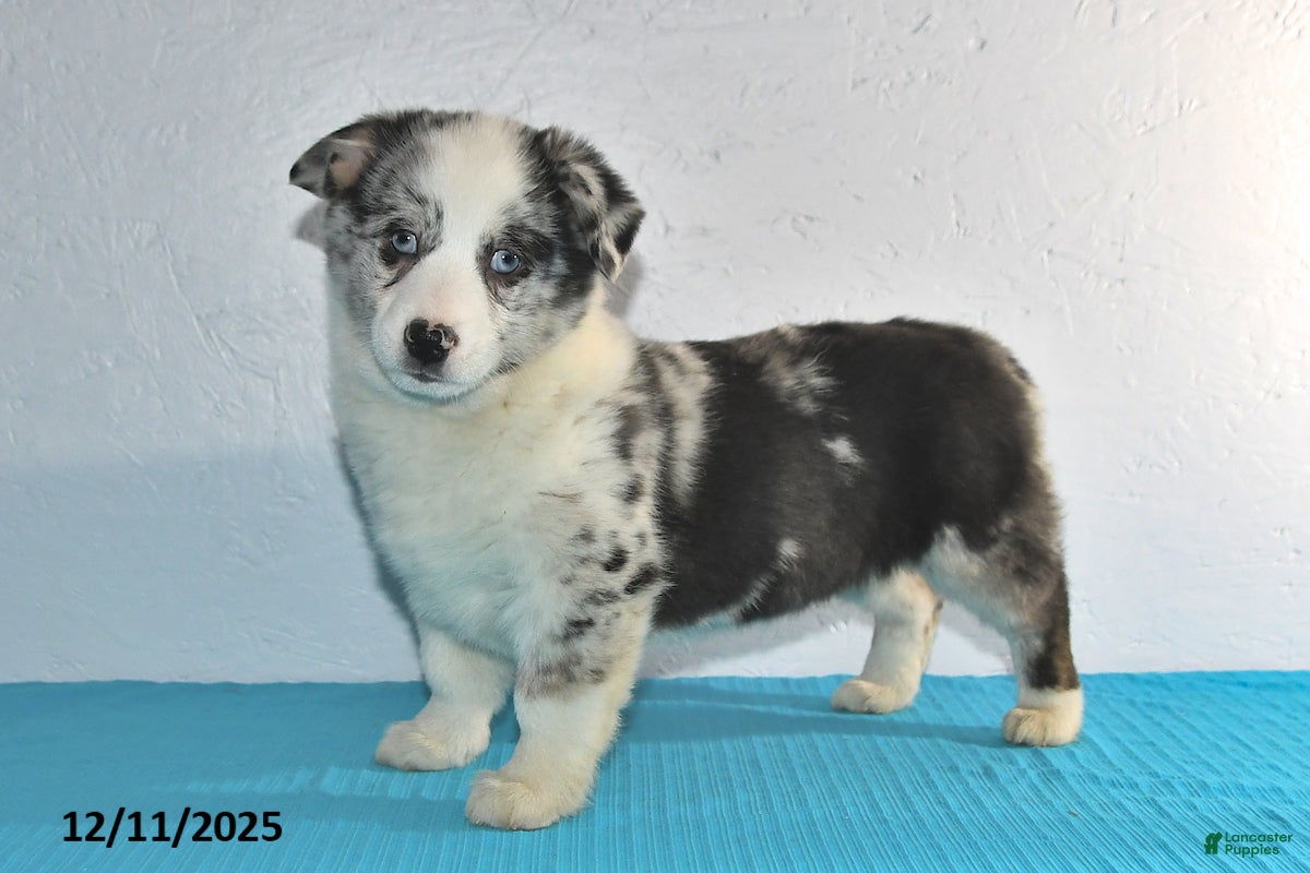 Mixed Breed dogs Tate - Ad 5