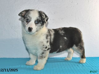 Mixed Breed dogs Tate - Ad 2