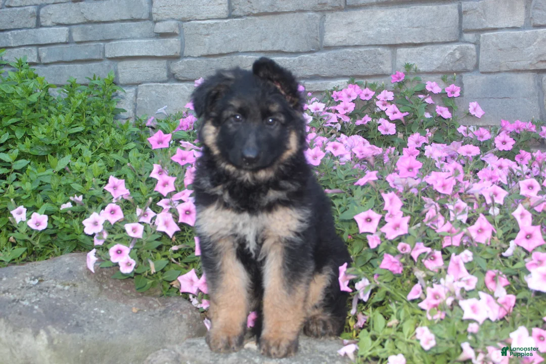 German Shepherd dogs for sale: Blaire  - Ad 2