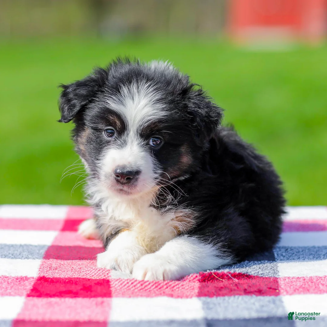 Miniature Australian Shepherd dogs for sale: Drake - Ad 2
