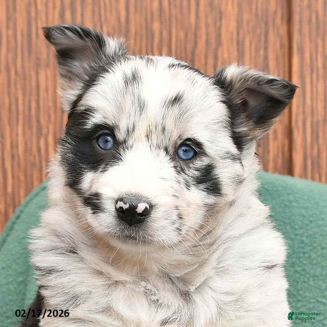 Mixed Breed dogs for sale: April - Ad 3