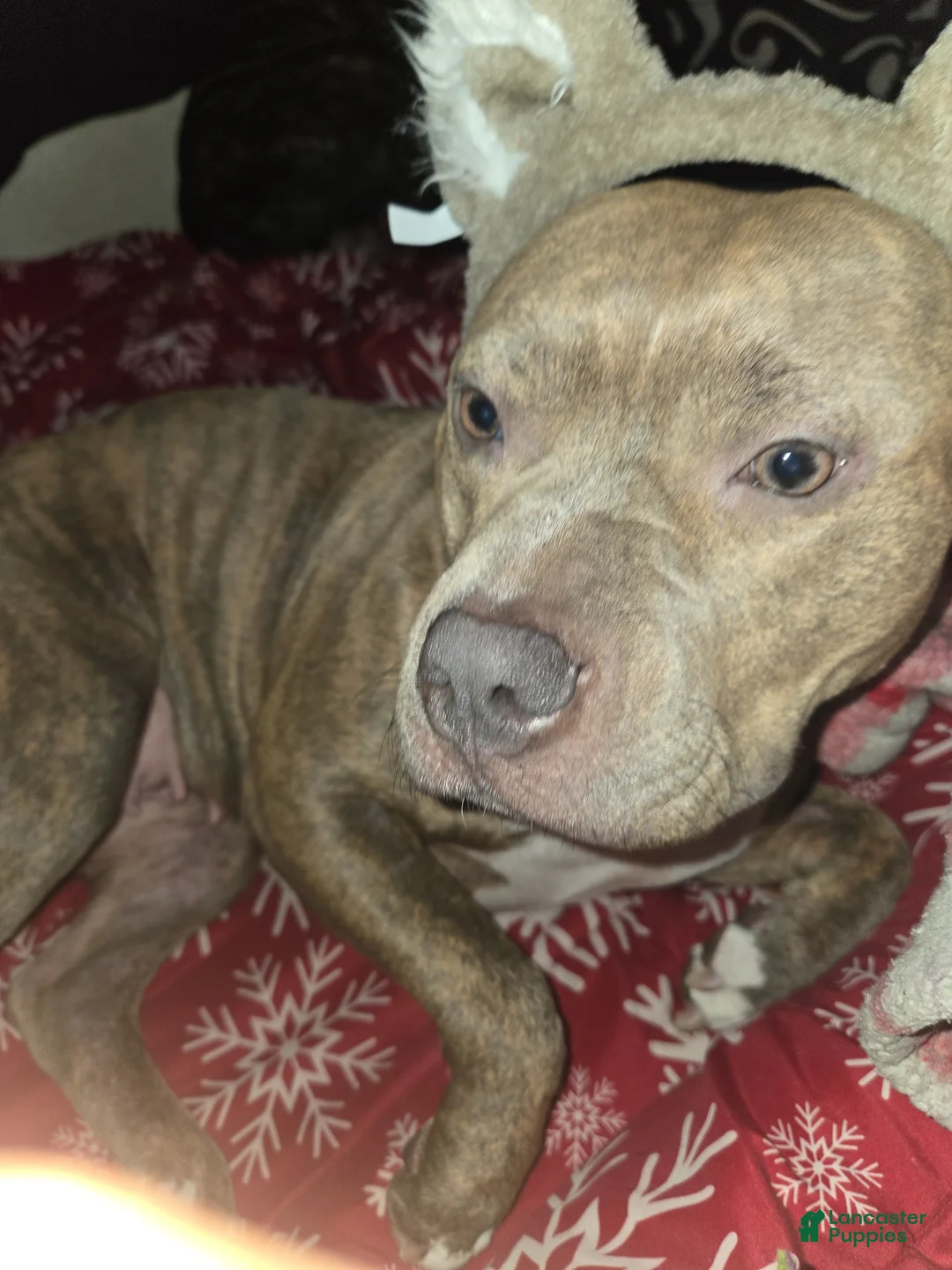 Gallery Image {{count}}