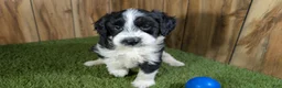 Mini Aussiedoodle dogs for sale: Sunset Boy 3 - Ad 3