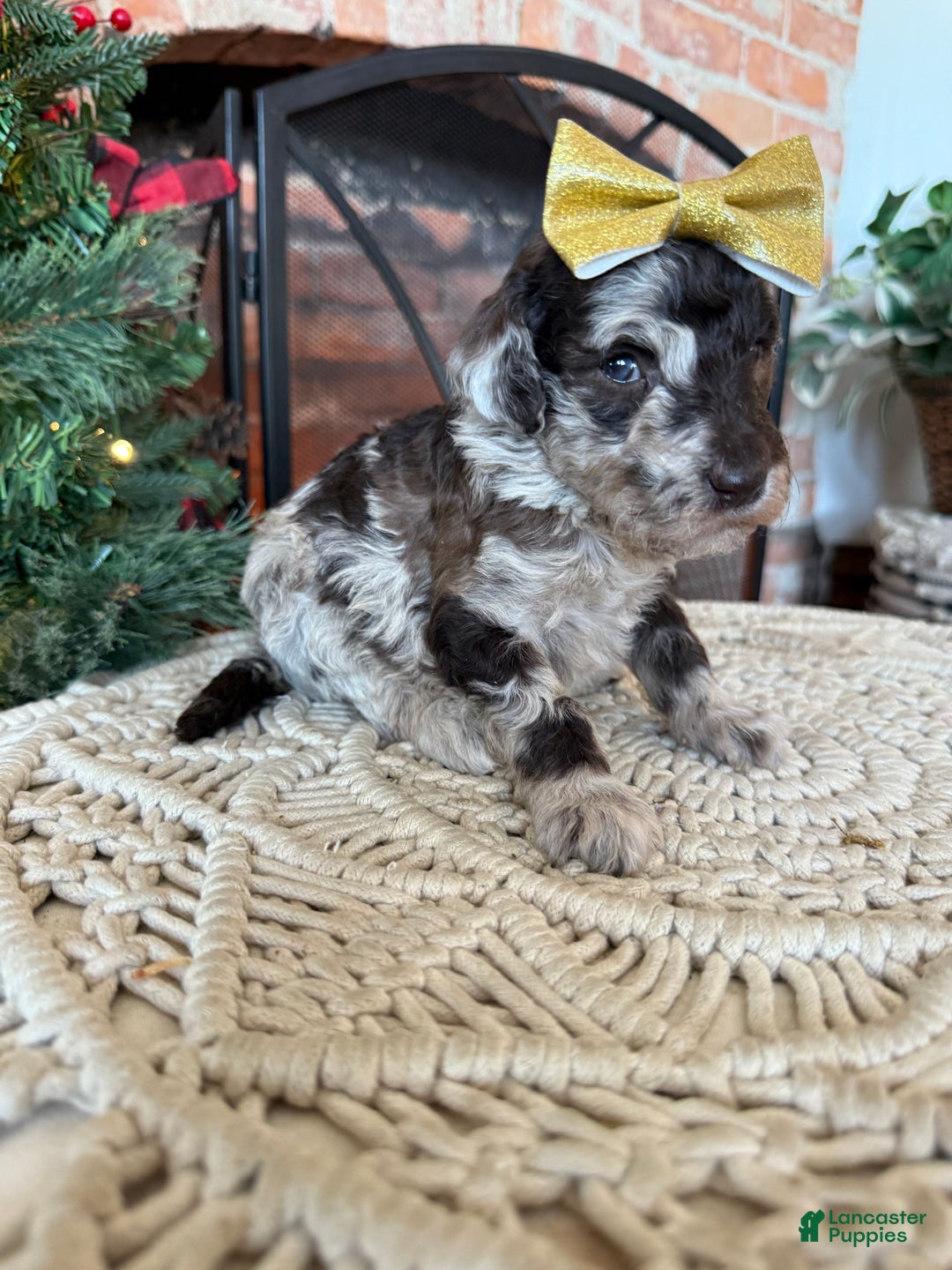 Mixed Breed dogs for sale: Penny - Ad 2