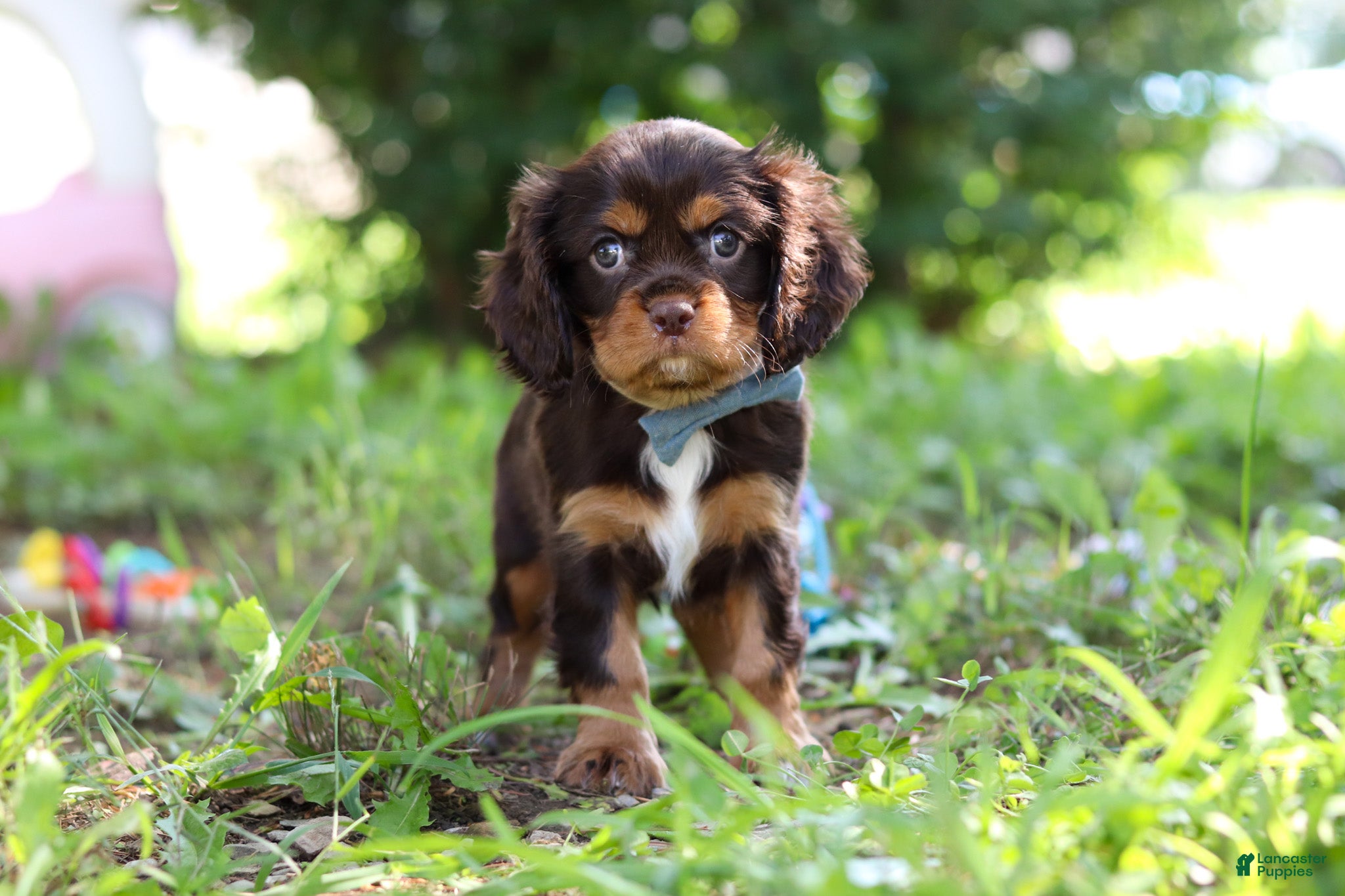 Cavalier King Charles Spaniel dogs Mudslide - Ad 1