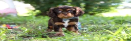 Cavalier King Charles Spaniel dogs for sale: Mudslide - Ad 1