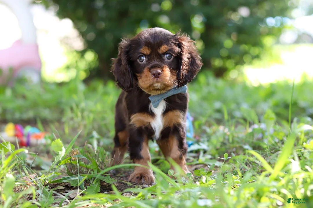 Cavalier King Charles Spaniel dogs for sale: Mudslide - Ad 1