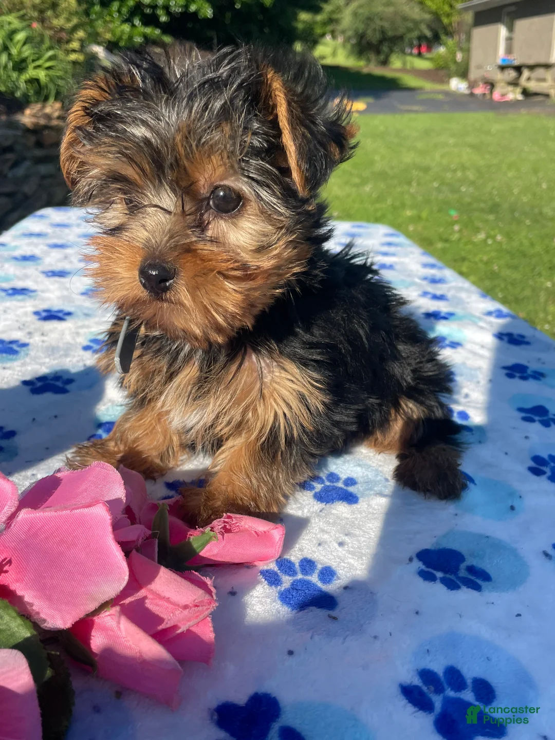 Yorkshire Terrier dogs for sale: Porter - Ad 2