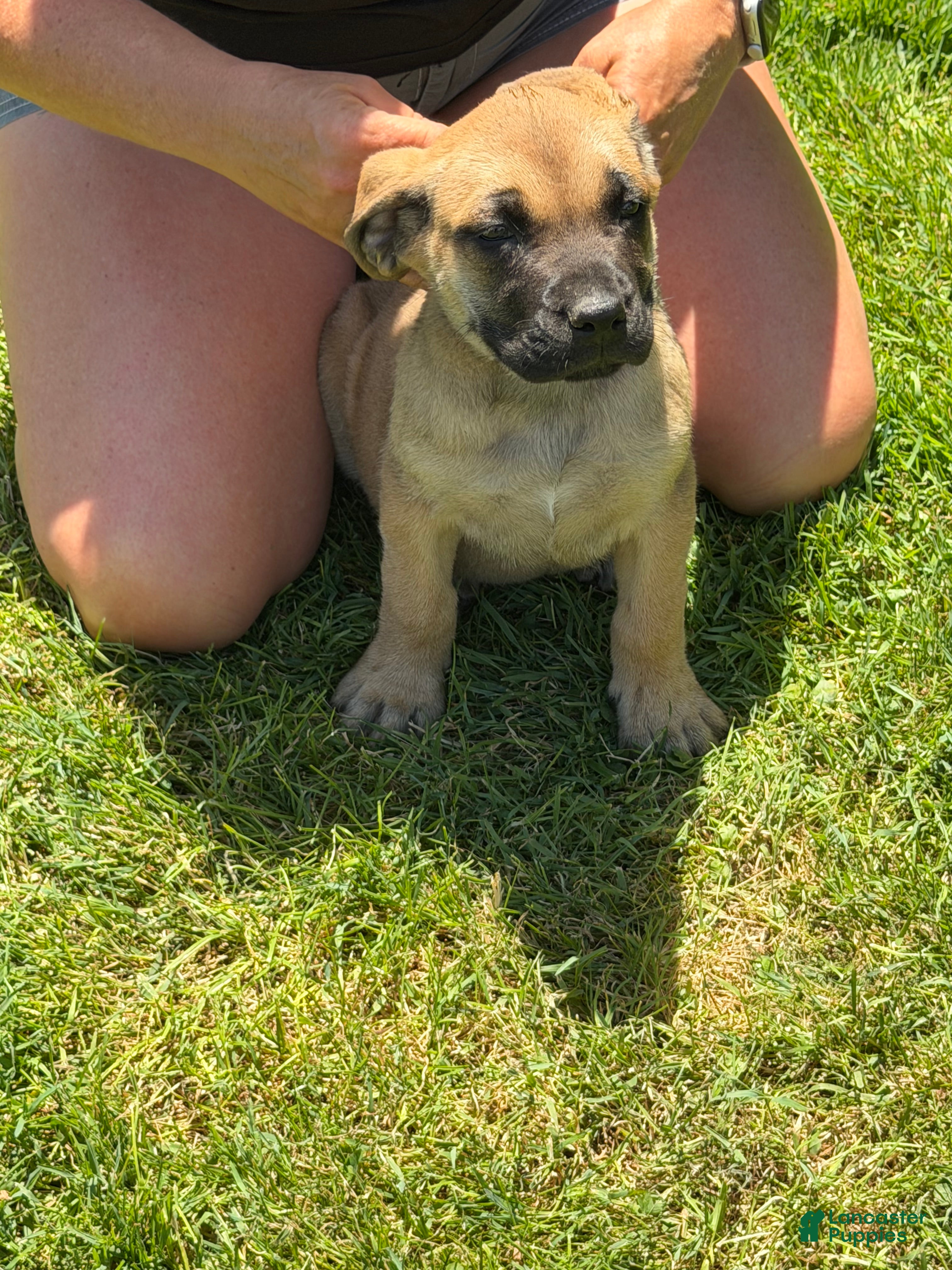 English Mastiff dogs Puppy 2 - Ad 2