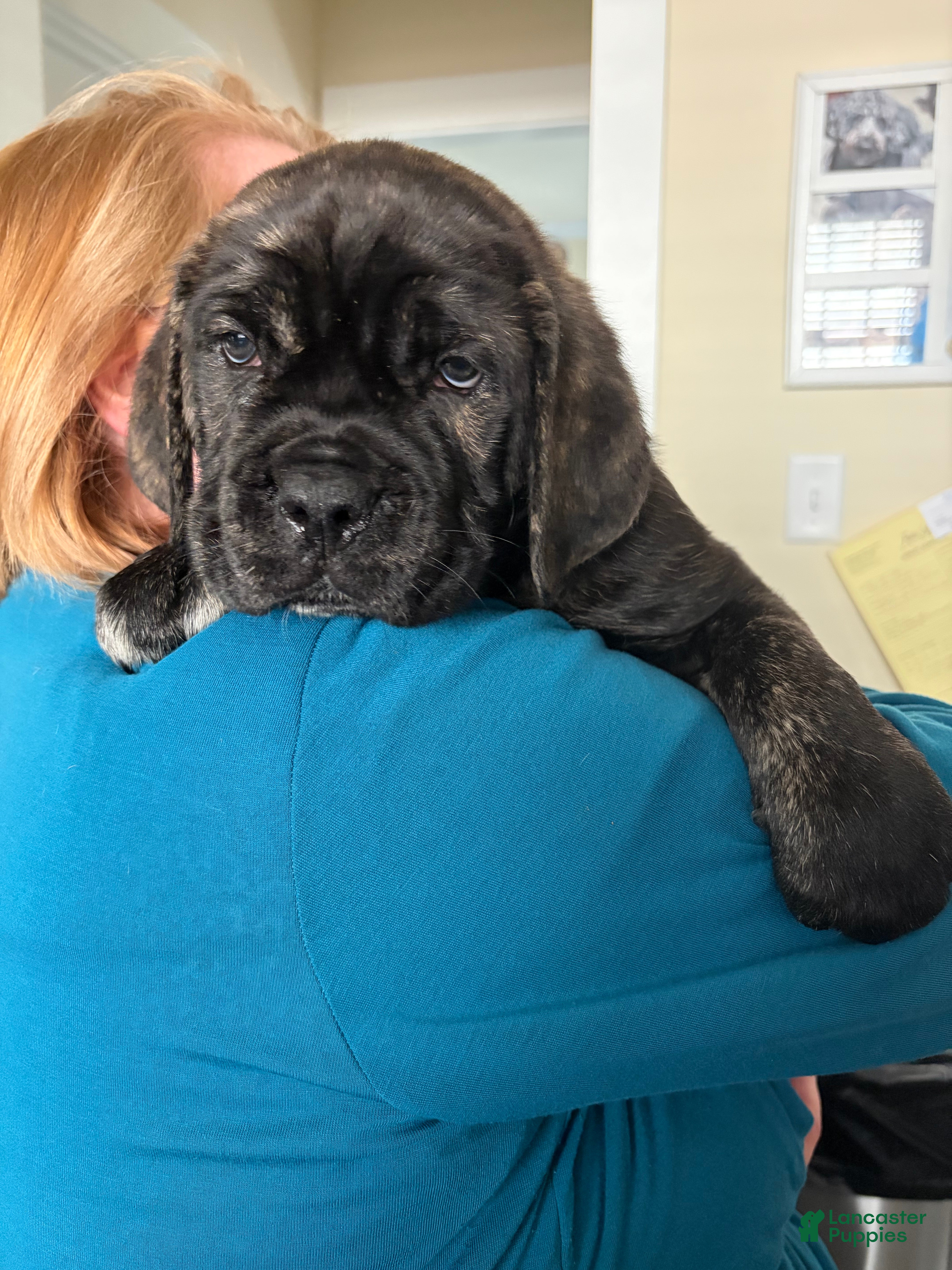 Cane Corso dogs "Bruiser" - Ad 2