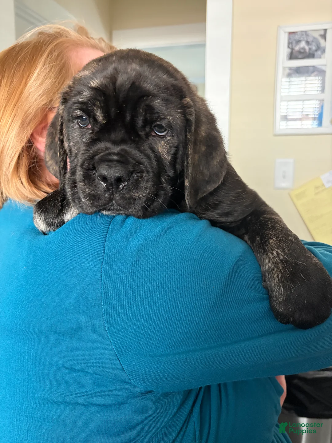 Cane Corso dogs for sale: "Bruiser" - Ad 2