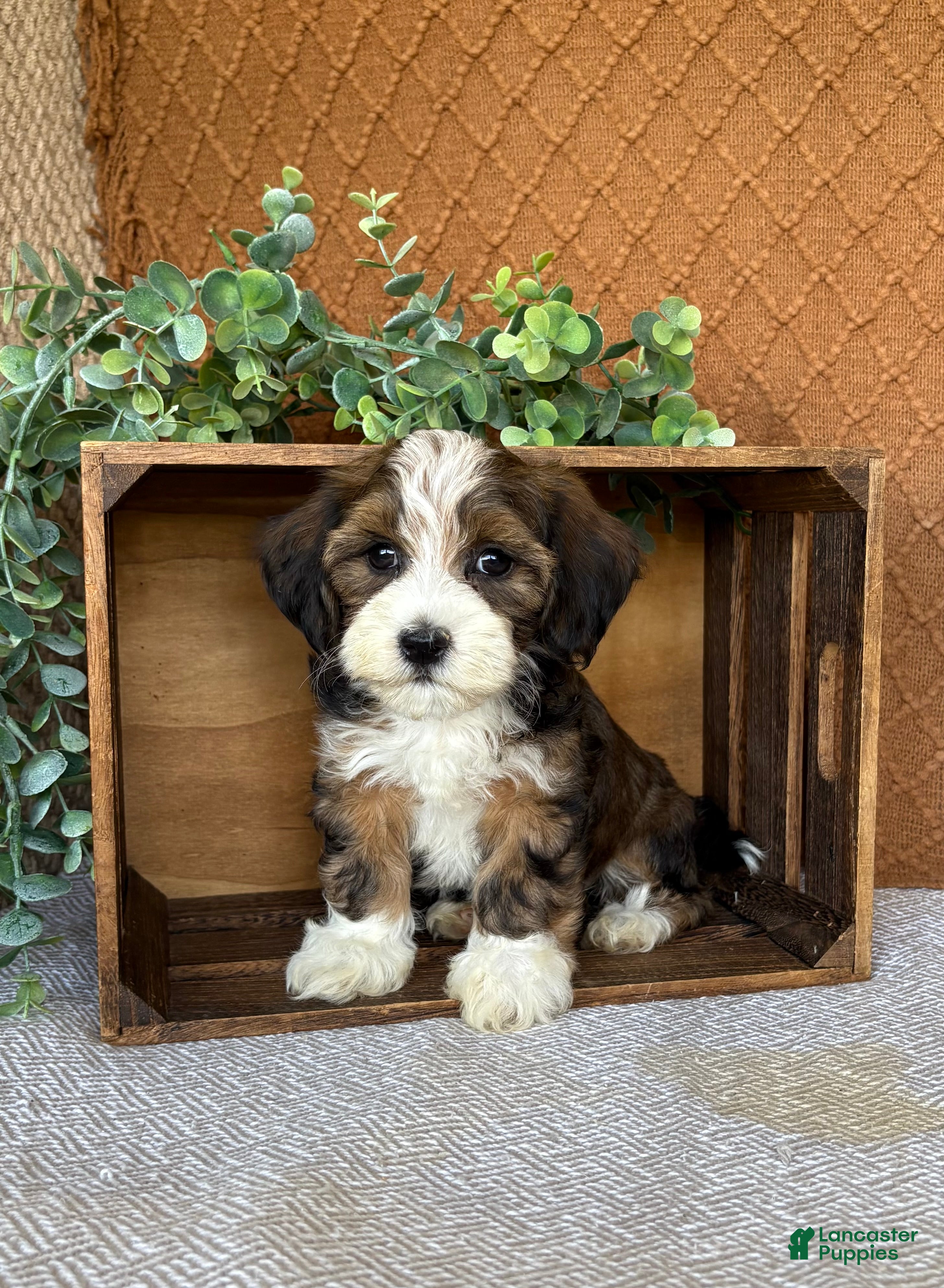 Havanese dogs Lindy - Ad 1