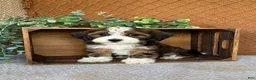 Havanese dogs for sale: Lindy - Ad 1