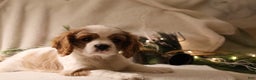 Cavalier King Charles Spaniel dogs for sale: Lexi - Ad 8