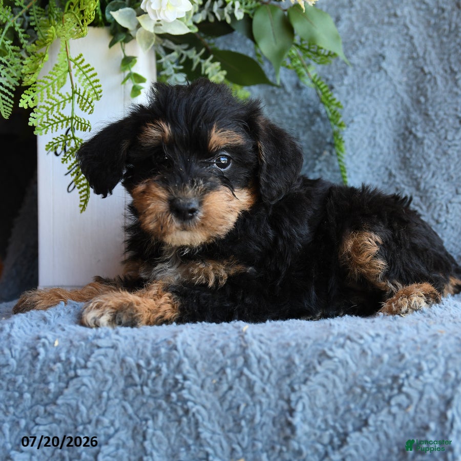 Schnoodle dogs Promise - Ad 2