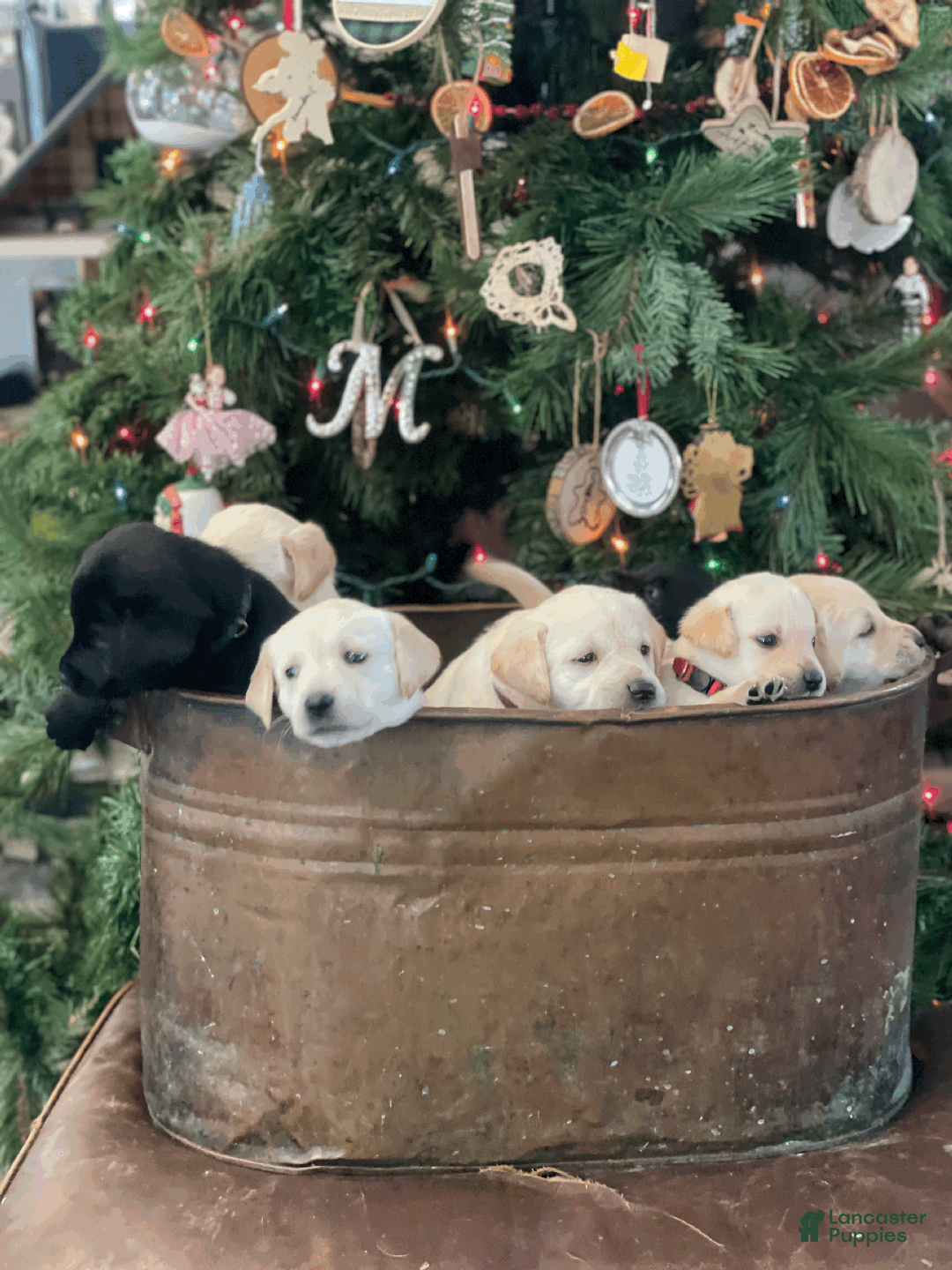 Labrador Retriever dogs for sale: Algonquin-red collar - Ad 26