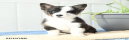 Welsh Corgi Pembroke dogs for sale: Icicle - Ad 5