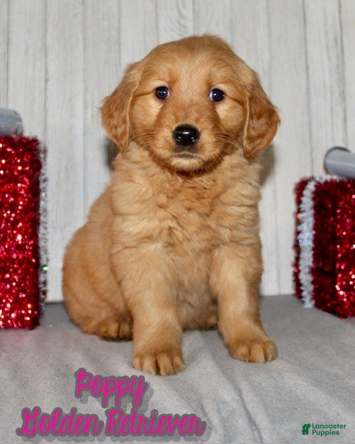 Golden Retriever dogs Poppy - Ad 11