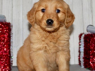 Golden Retriever dogs Poppy - Ad 31
