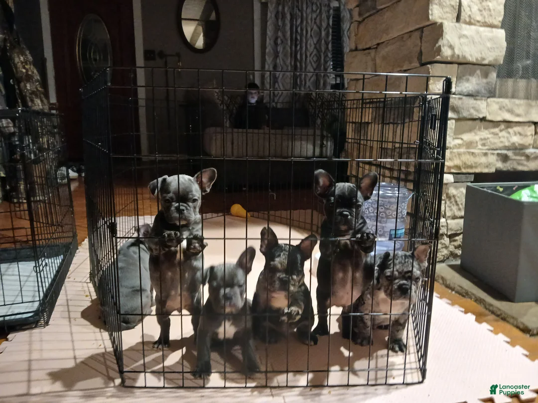 French Bulldog dogs for sale: Lily - Ad 11