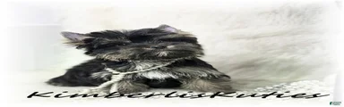 Yorkshire Terrier 3