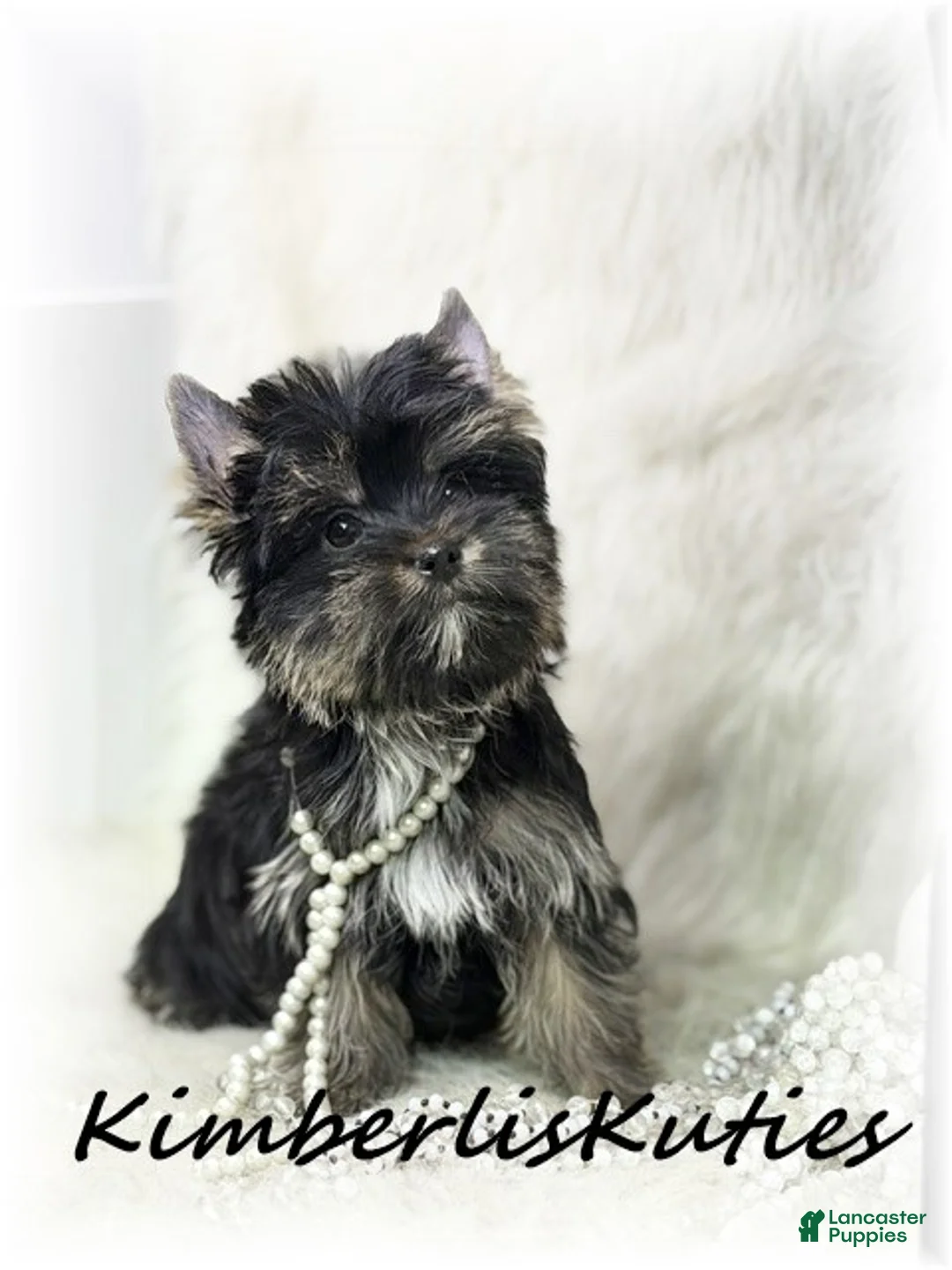 Yorkshire Terrier dogs for sale: Yorkshire Terrier 3 - Ad 1