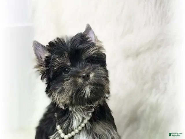 Yorkshire Terrier dogs Yorkshire Terrier 3 - Ad 1