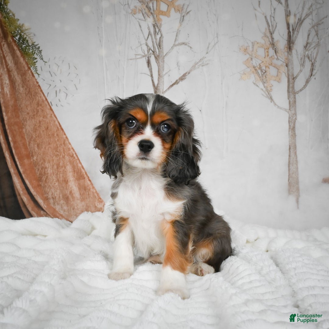 Mixed Breed dogs for sale: Mario - Ad 7