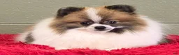 Pomeranian dogs for sale: Bits - Ad 7