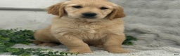 Golden Retriever dogs for sale: Rudolf - Ad 2