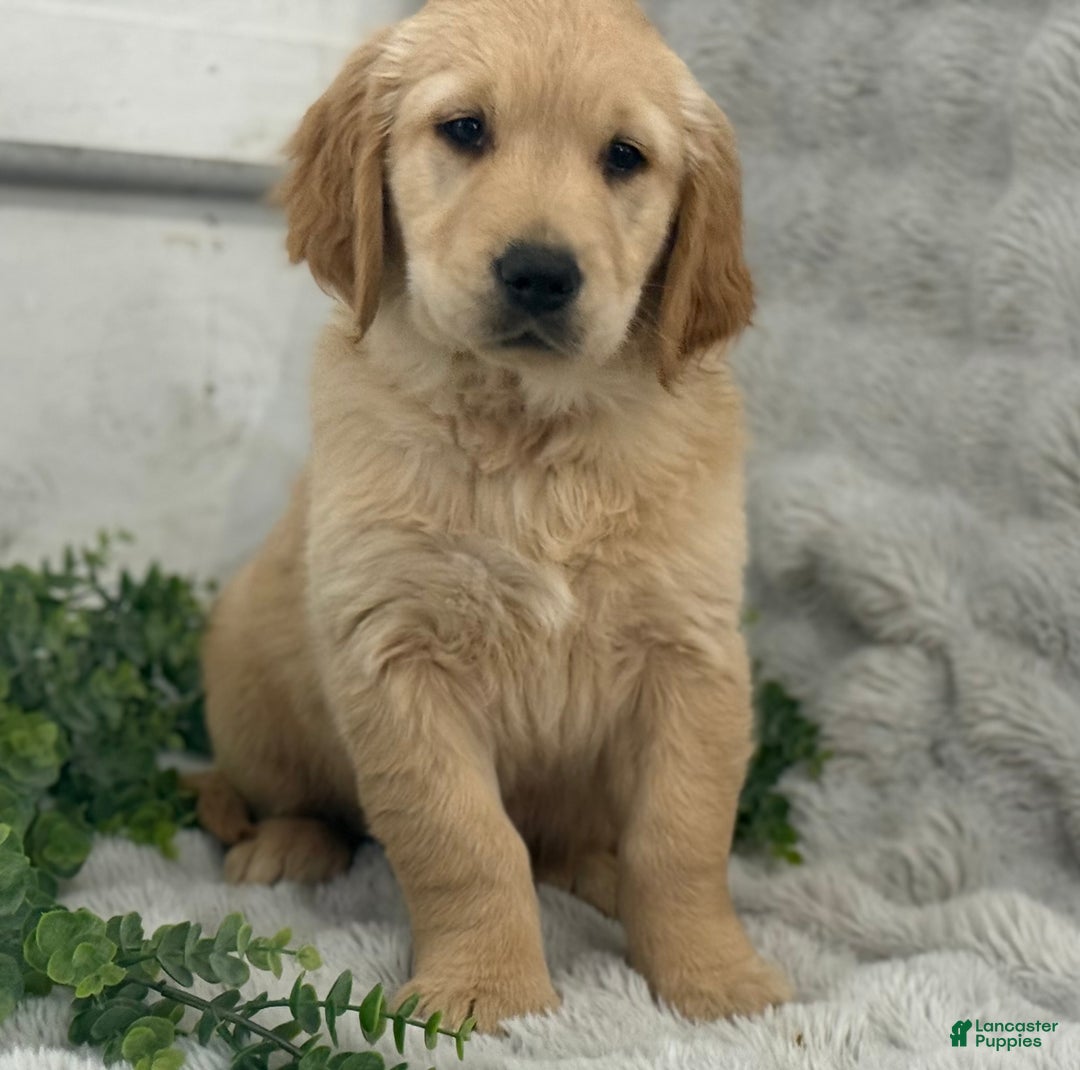 Golden Retriever dogs for sale: Rudolf - Ad 2