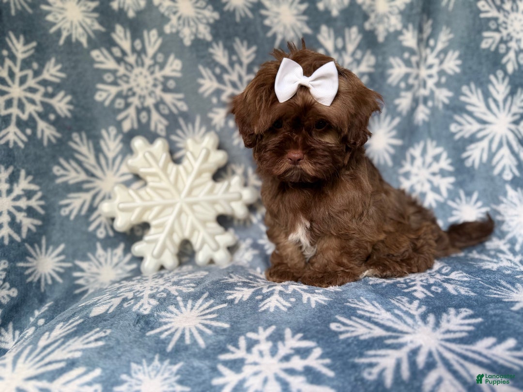 Shihpoo dogs for sale: Star - Ad 8