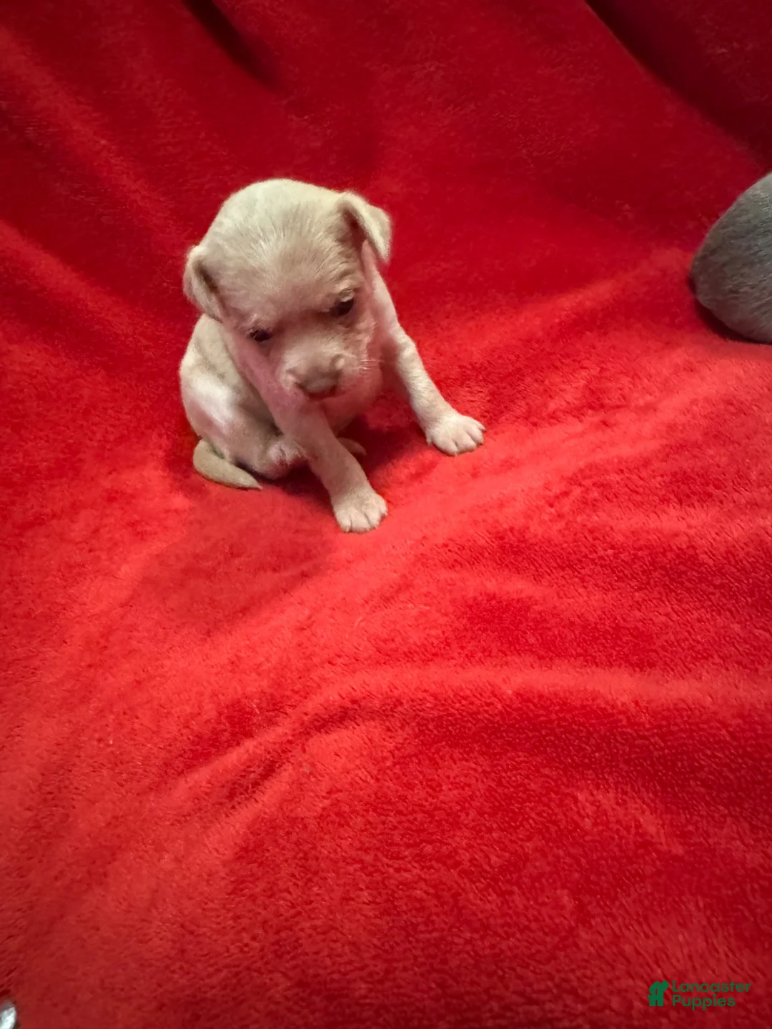 Chihuahua dogs for sale: Chihuahua 3 - Ad 1