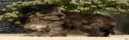 Havapoo dogs for sale: Simon - Ad 7