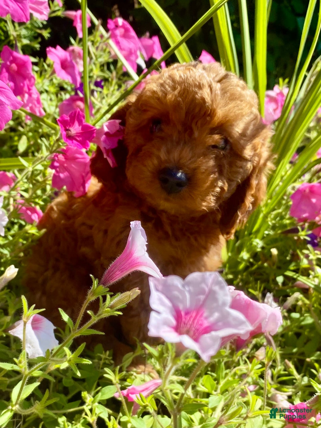 Summer Days puppies