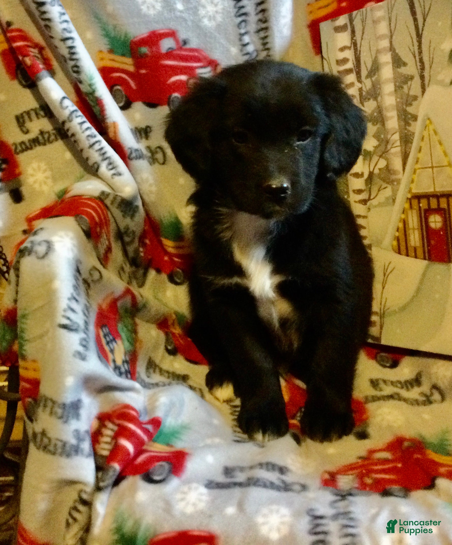 Mixed Breed dogs Murphy - Ad 7