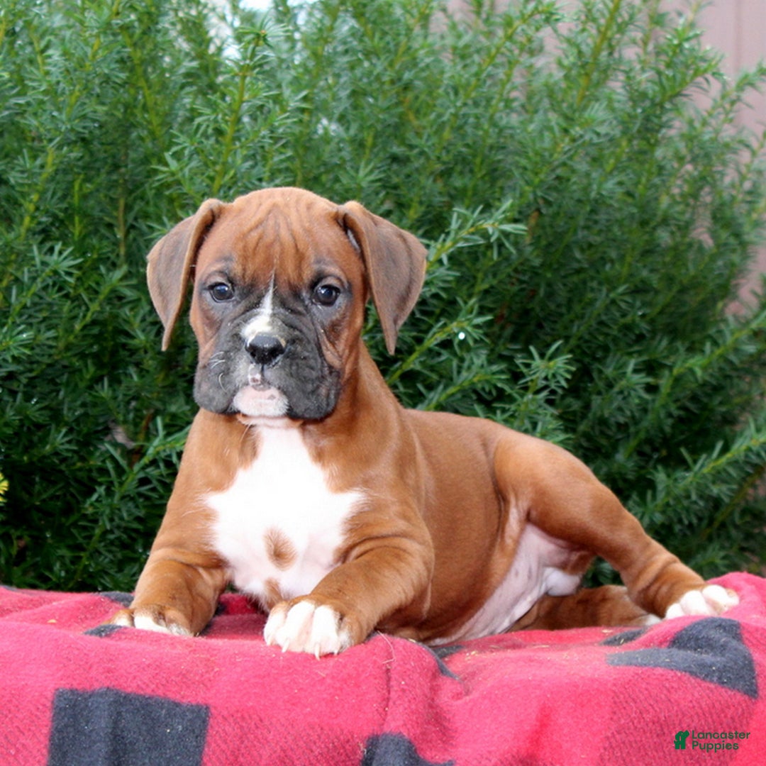 Boxer dogs for sale: Allie  - Ad 1