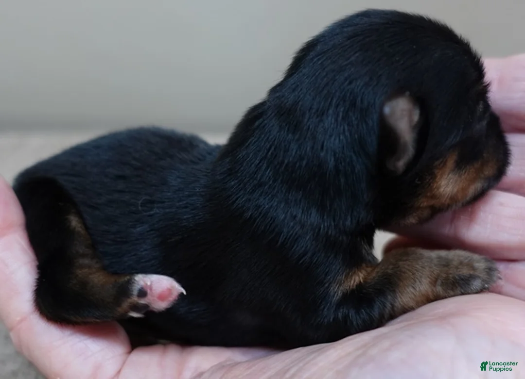 Yorkshire Terrier dogs for sale: Fern  - Ad 3